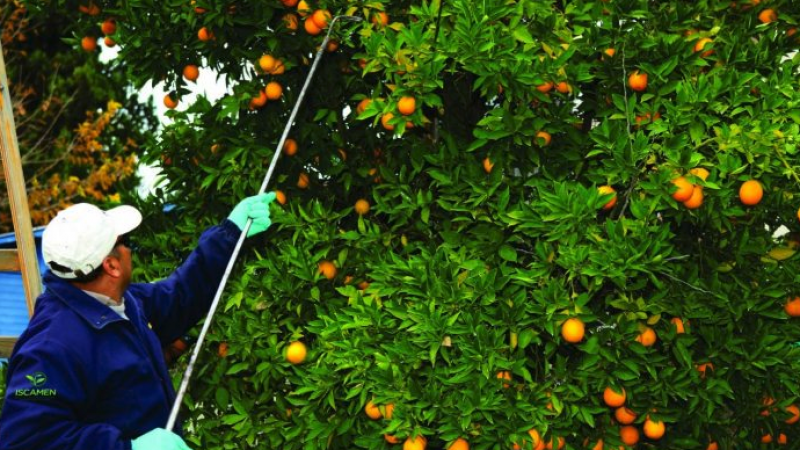 Piden cosechar en Mendoza los cítricos domiciliarios para evitar la mosca del Mediterráneo